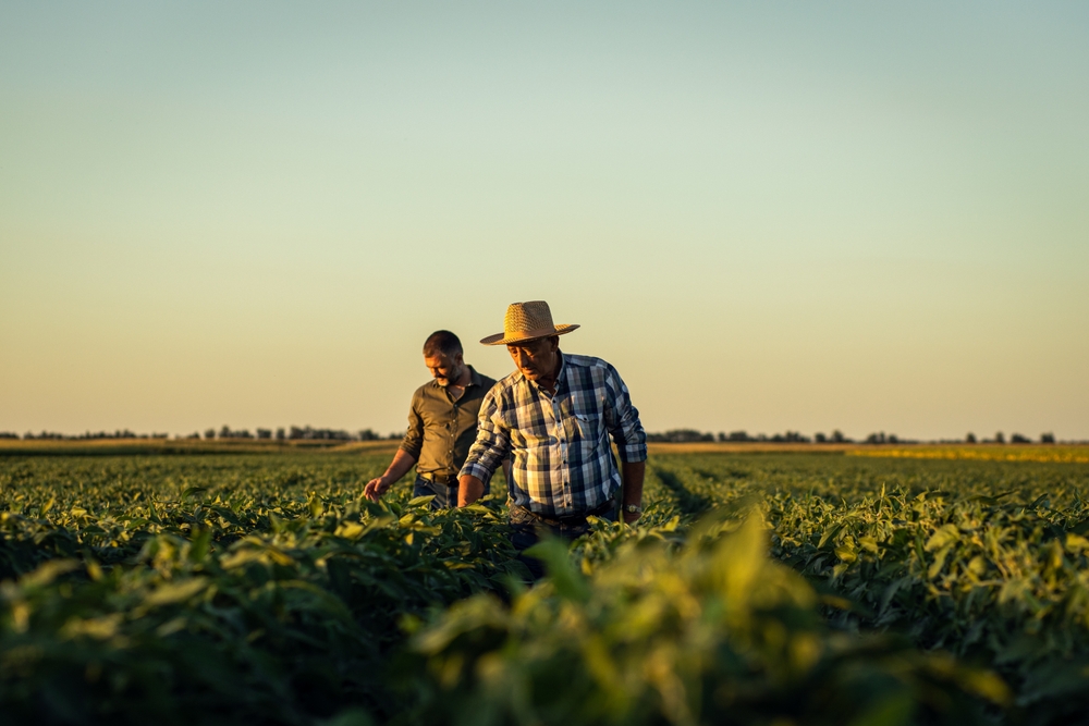 Two farmers in a field looking at soy crop at sunset